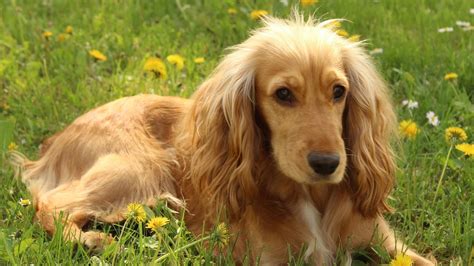 Image result for F1 Cockapoo