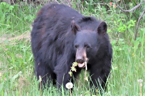 BANFF DAY TRIPS (2025) All You Need to Know BEFORE You Go (with Photos ...