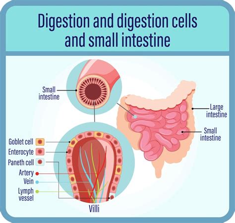 Page 4 | Images de Pancreas endocrine – Téléchargement gratuit sur Freepik