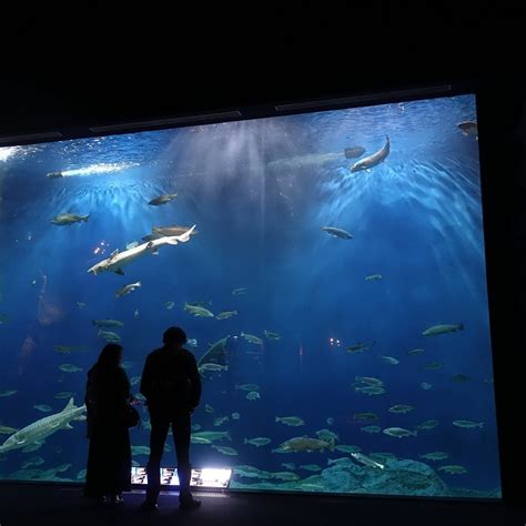 SALMON HOMETOWN CHITOSE AQUARIUM (2026) All You Need to Know BEFORE You ...