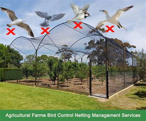 Accurate Services for Bird Control Management Services, Bird Control ...