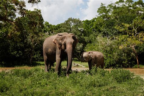 Parques Nacionales De Sri Lanka Safari En El Parque Nacional Yala Sri