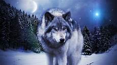 Wallpaper Pictures Of Wolf by Timber Wolf Wallpaper 183 Wallpapertag Wallpaper Pictures Of Wolf