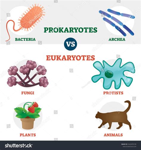 Eukaryote vs Prokaryote cell type organisms, educational set with ...