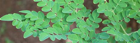 Grenera Organic Moringa Leaf Powder 1 kg, Drumstick Leaf Powder, Pure ...