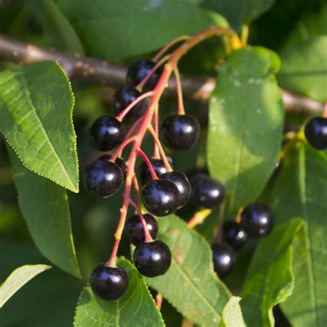 Iyyarkai Nursery Garden