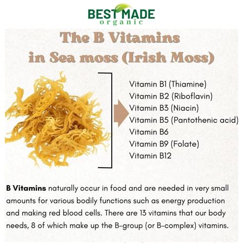 Unlocking the Sea Moss Benefits for Men: A Natural Wellness Revolution | by Deshon | Medium