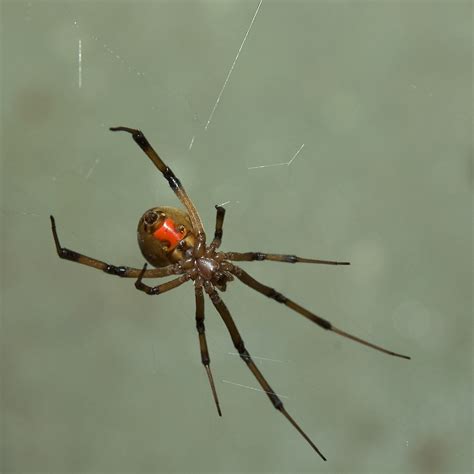 Brown Widow Spiders Are Poisonous