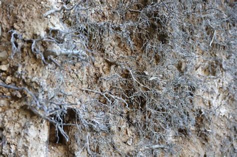 Earth Dirt 的图像结果