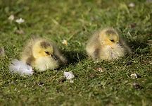 Image result for Cute April Animals