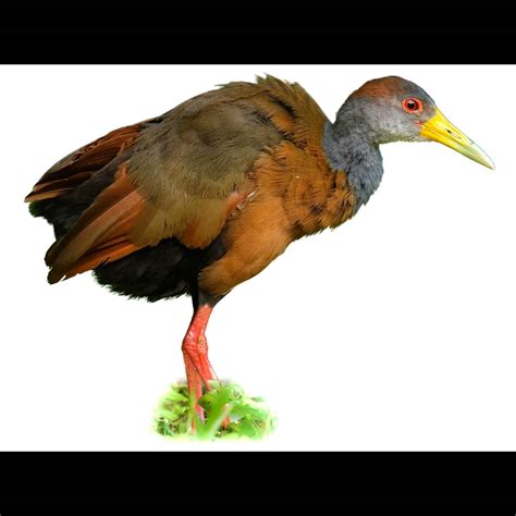 Russet-naped Wood Rail (Aramides albiventris) identification - Birda
