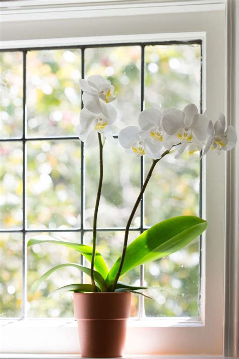 Orchid Flower Care After Flowering | Best Flower Site
