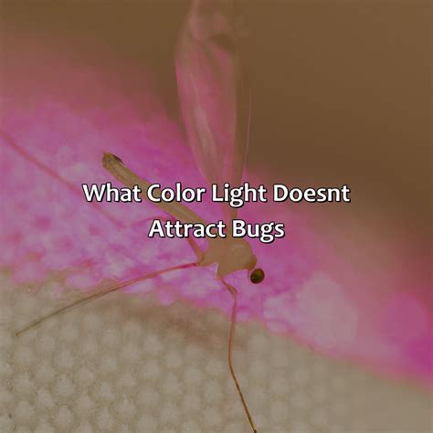 What Color Light Doesn'T Attract Bugs - colorscombo.com