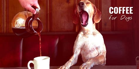 What Happens When Dogs Drink Coffee