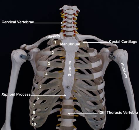 Xiphoid Process Problems 的图像结果
