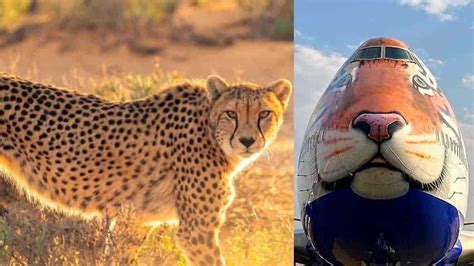 Project Cheetah: PM Narendra Modi to release Namibia cheetahs in MP's ...