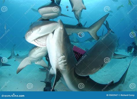 Caribbean Reef Shark stock image. Image of tropical, hunter - 9502947