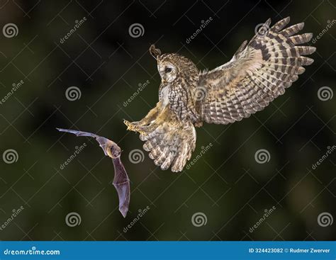Predators Of Bats