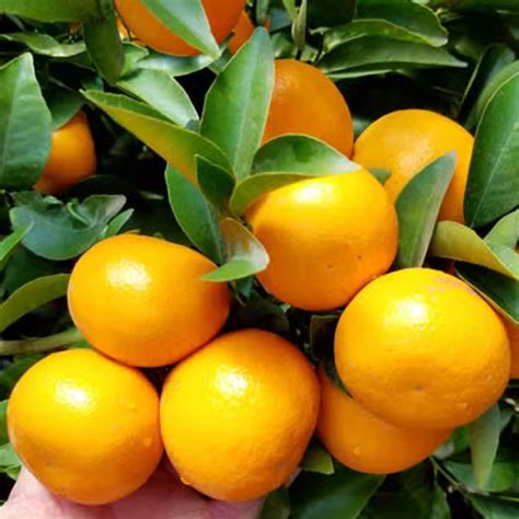 KinnowLS Mandarin - Citrus Reticulata ‘KinnowLS’