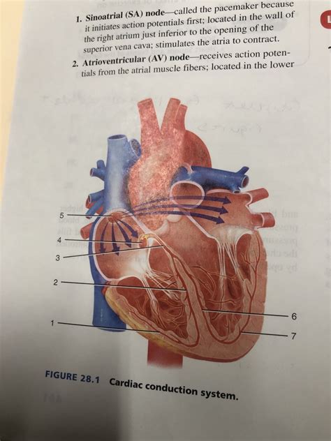 Image result for Cardiac Conduction System Flowchart