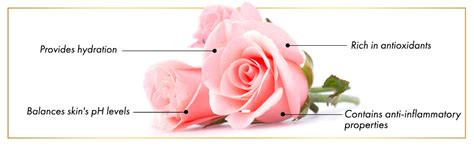 Buy Good Vibes Rose Moisturizing Body Lotion - 200 ml - Deeply ...