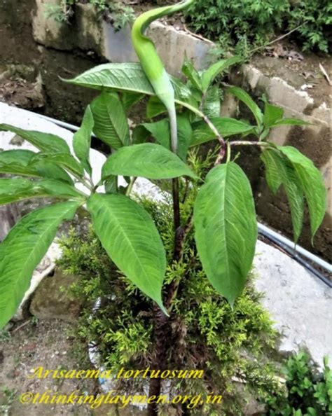 Medicinal Plant Details