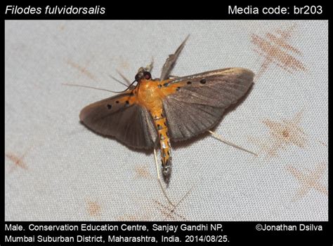 Filodes fulvidorsalis (Hübner, 1832) - | Moths
