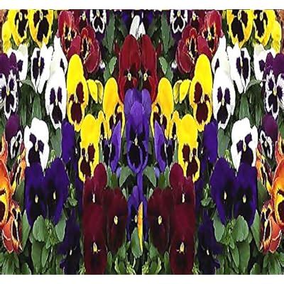 MySeeds.Co Big Pack - Pansy, Mixed Flower Seed 4,000 India | Ubuy