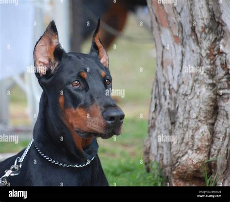 Doberman Scary 的图像结果