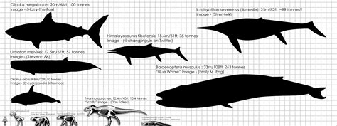 Blue Whale Megalodon Size Comparison