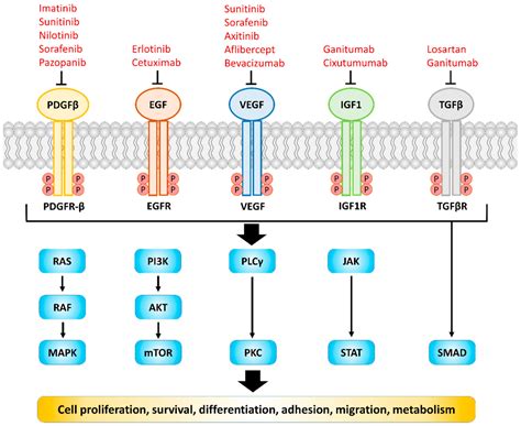 Pancreatic Adenocarcinoma Therapeutics Targeting RTK and TGF Beta Receptor