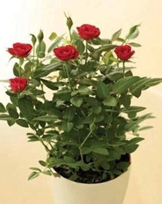 Live Rose Miniature Red Live Plant (1 Healthy Flower Plant) Seed (1 per ...