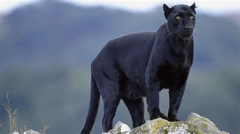Black Panther Animal Wallpapers - Top Free Black Panther Animal ...