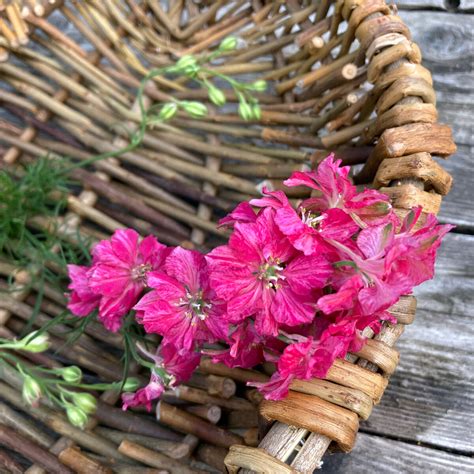 Purplish Pink Field Larkspur 'Carmine King' (Consolida ajacis) seeds