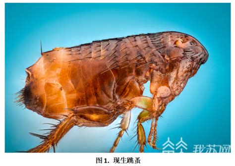 跳蚤“认祖归宗” 江苏科研人员最新研究证明：跳蚤是特化的蝎蛉