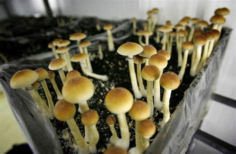 Future of psilocybin therapy will be decided by Oregon voters ...