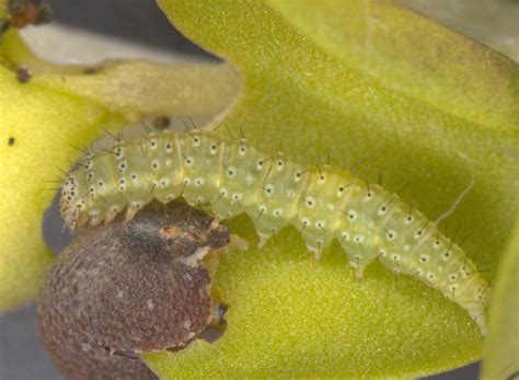 Insect Pests