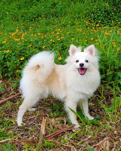 Miniature Samoyed: Do Mini Samoyeds Exist? (With Pictures)