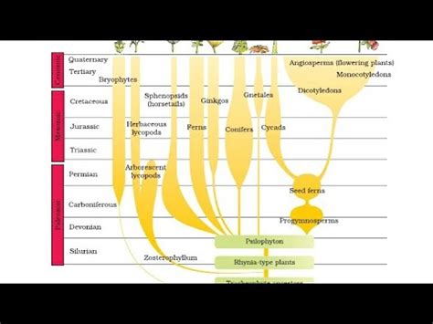 Mnemonic (Tricks) to remember Evolution of plant forms through ...