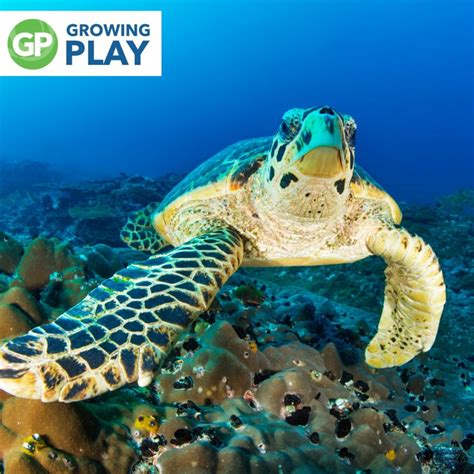 Sea Turtle Fun Facts 的图像结果