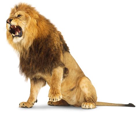 What Is A Carnivore | Facts About Carnivores | DK Find Out