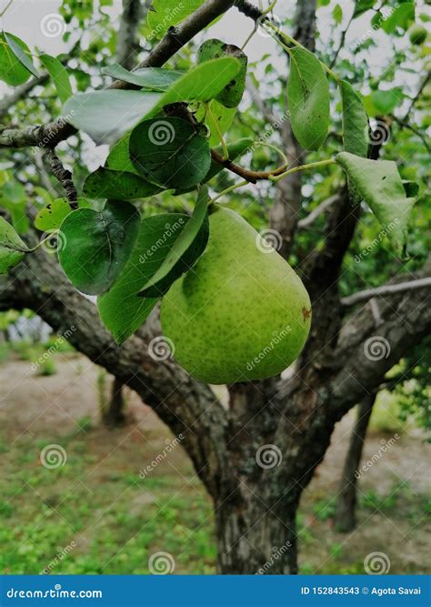 Bartlett Pear Ripening on the Tree. Garden, Farm Stock Image - Image of ...