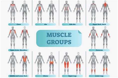 Image result for Muscle Groups and Functions