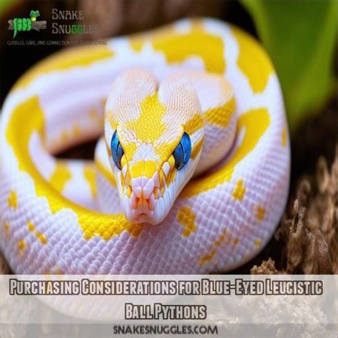 Image result for Leucistic Ball Python