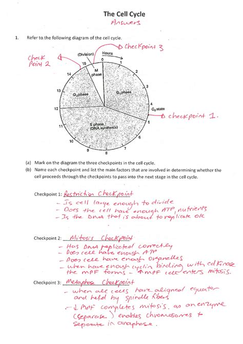 Cell Cycle Worksheet Answers 的图像结果