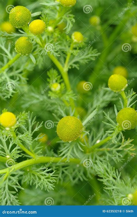 Wild Chamomile (Pineappleweed) Close-Up Stock Photo - Image of cluster ...