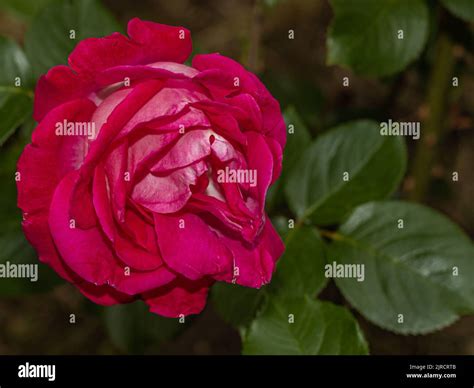 Closeup red rose bud in hi-res stock photography and images - Alamy