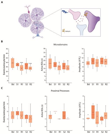 Astrocytes Modulate Somatostatin Interneuron Signaling in the Visual Cortex