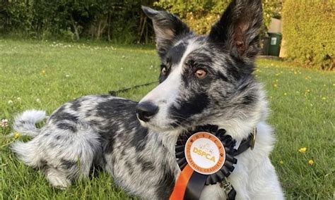 REACTIVE ROVER, DSPCA, Including Human Workshop(7Spaces Max), DSPCA ...