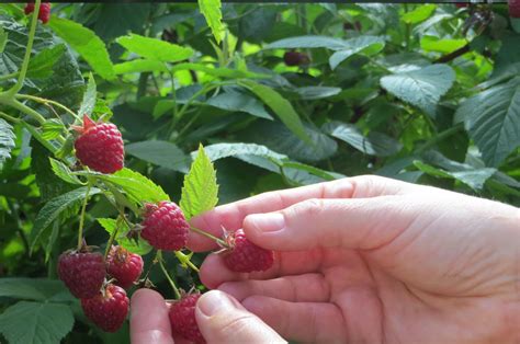 Raspberry Picking Tips – Dentz Orchards and Berry Farm Inc.